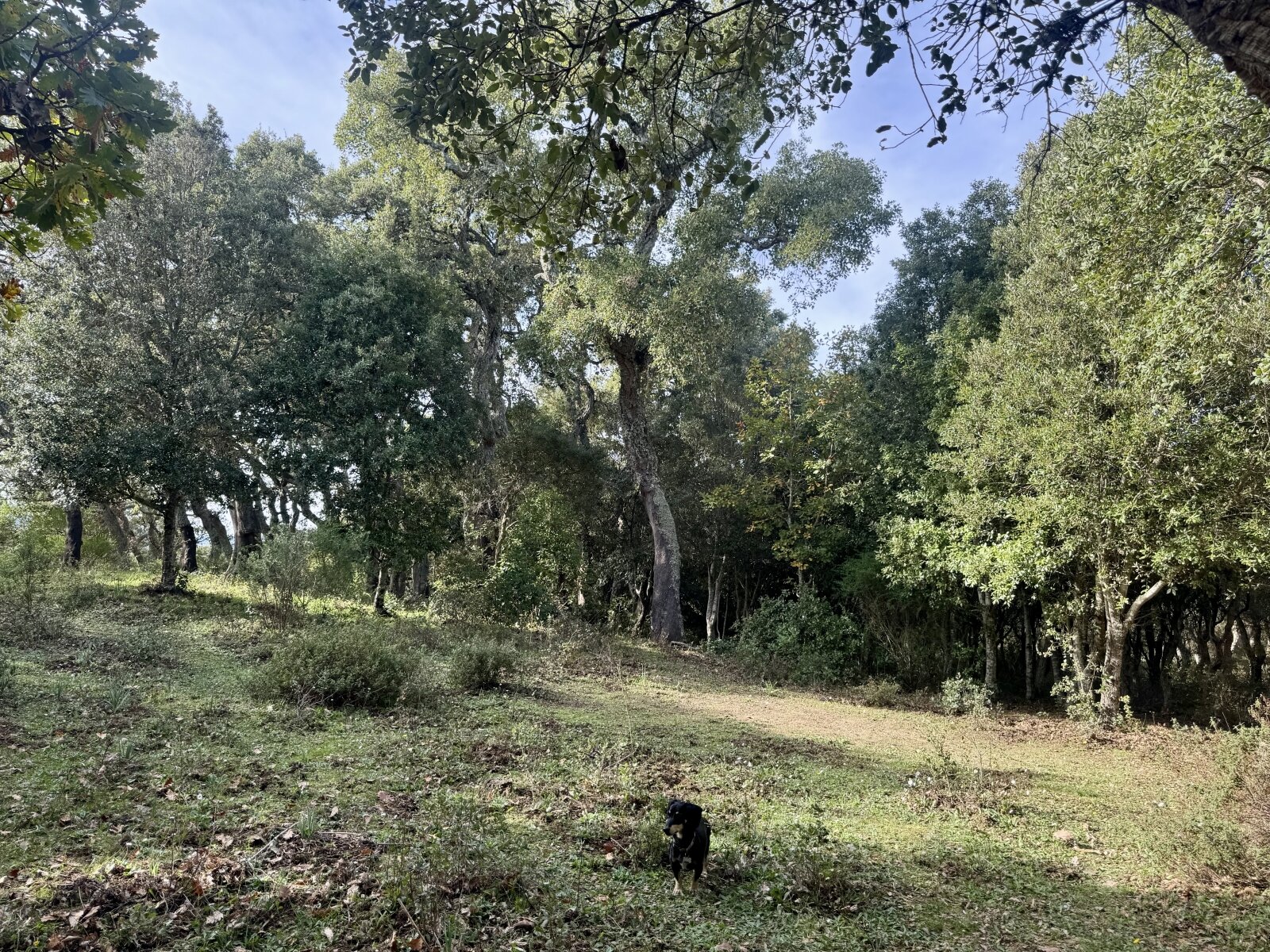 Absolute Ruhe, 13 Hektar, 4000 Korkeichen