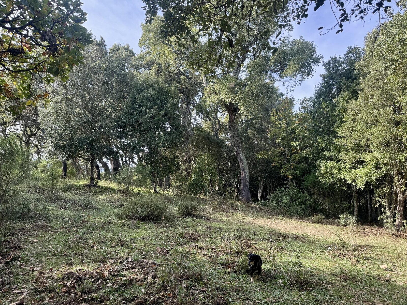 Absolute Ruhe, 13 Hektar, 4000 Korkeichen