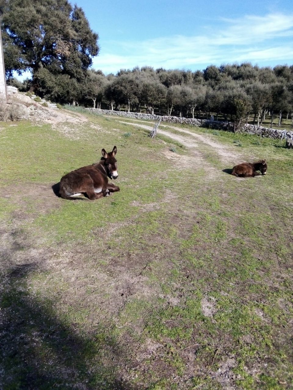 Leben auf dem Land, Tempio