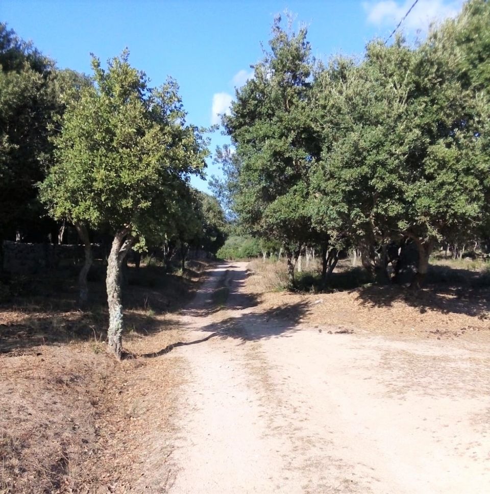 Leben auf dem Land, Tempio