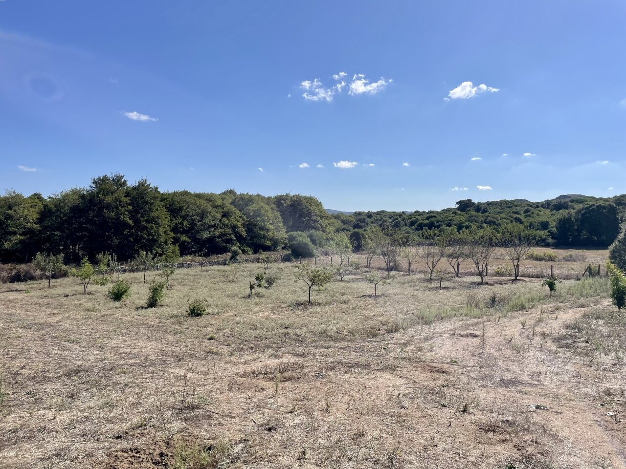 Perfektes Landhaus mit Pool in Gallura, 3 Hektar