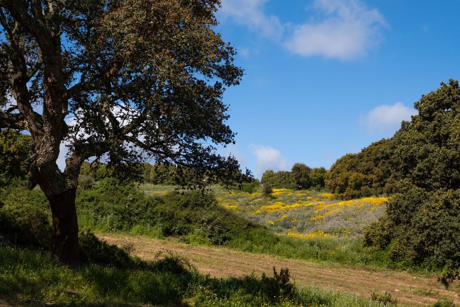 Landschaft Cultisia, Luogosanto Landschaft Cultisia, Luogosanto