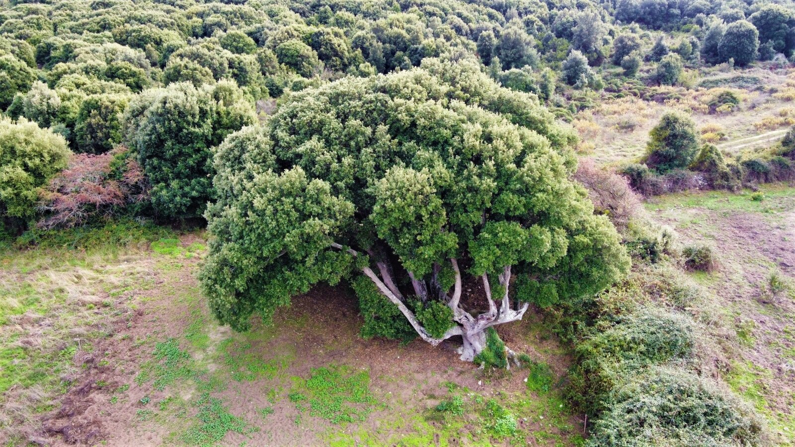 Majestätische Naturkulisse: Uralter Baum als exklusiver Blickfang Ihres Grundstücks - Potenzial für naturverbundenes Wohnen!