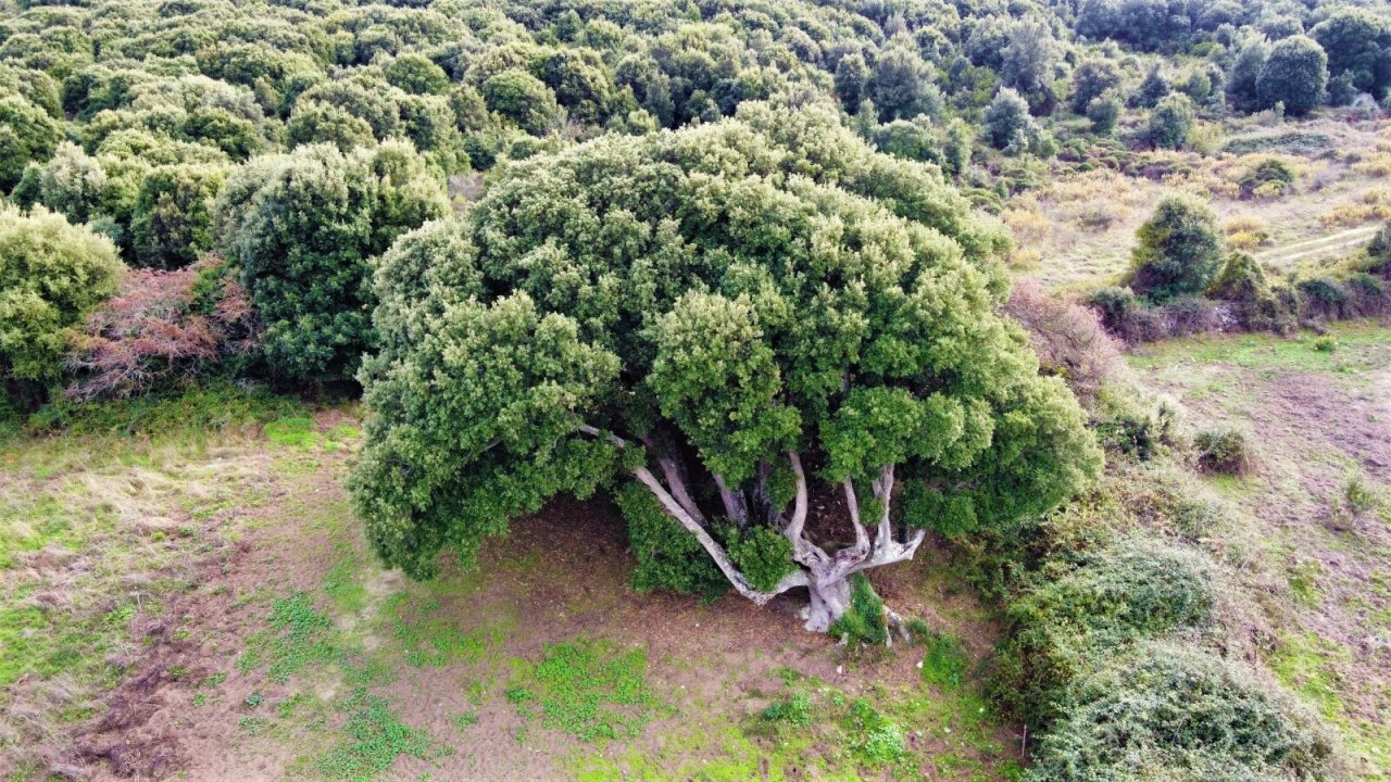 Majestätische Naturkulisse: Uralter Baum als exklusiver Blickfang Ihres Grundstücks - Potenzial für naturverbundenes Wohnen!