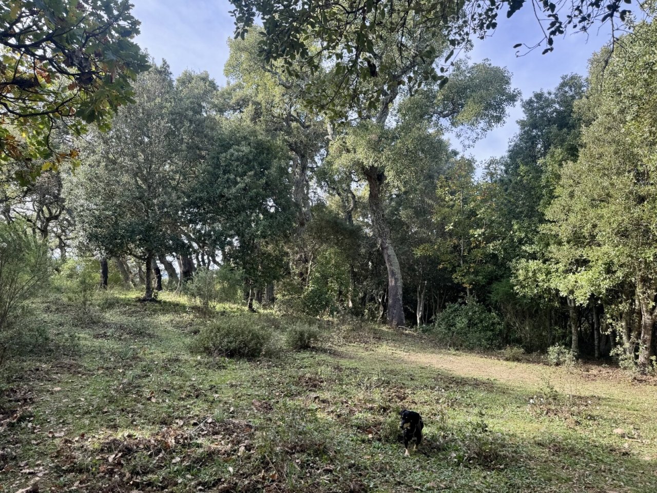 Grundstück Grundstück