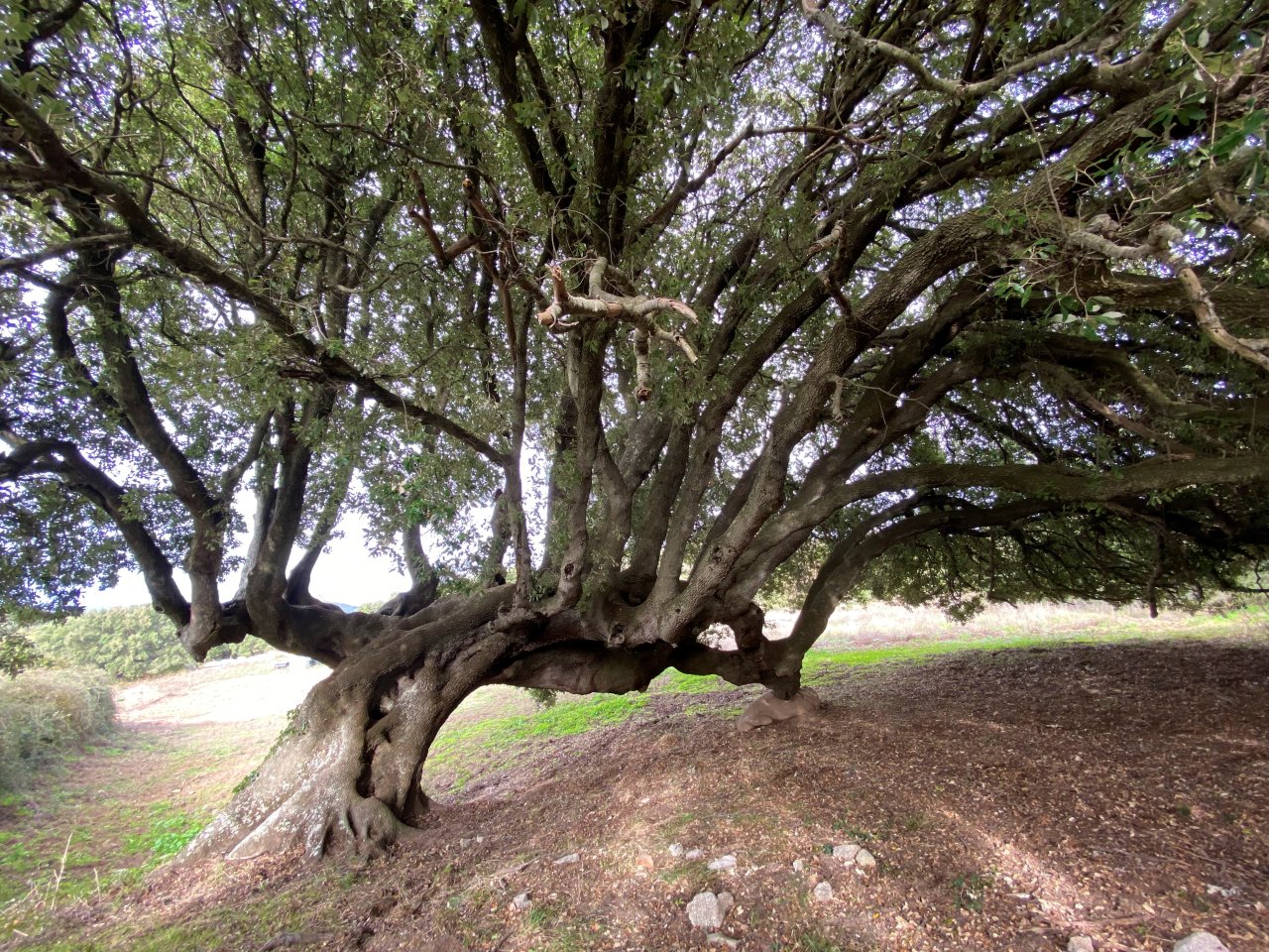 Natural conservation jewel: majestic centuries-old oak with impressive crown architecture and distinctive growth