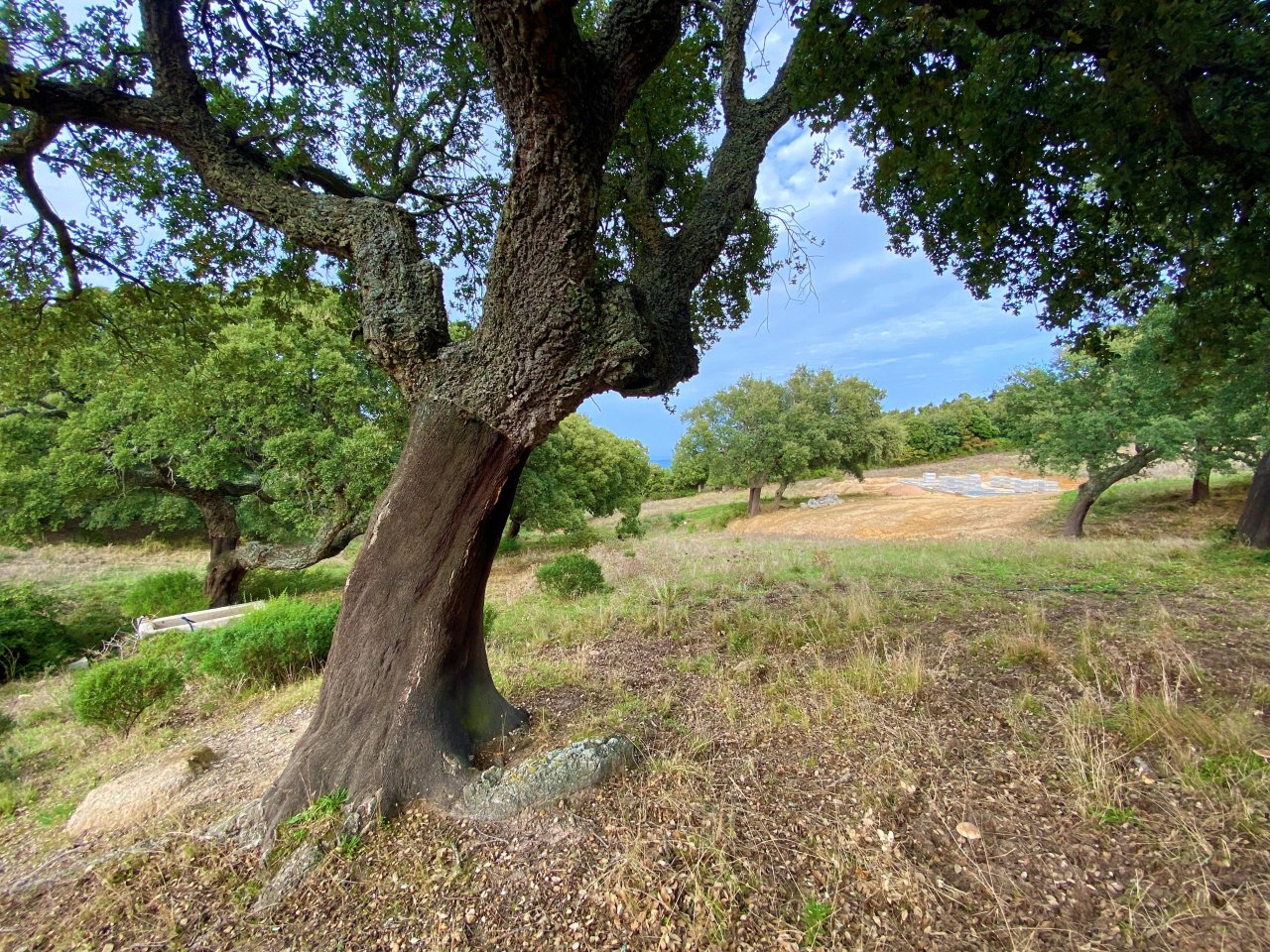 Untouched property with majestic oaks – your dream country estate!
