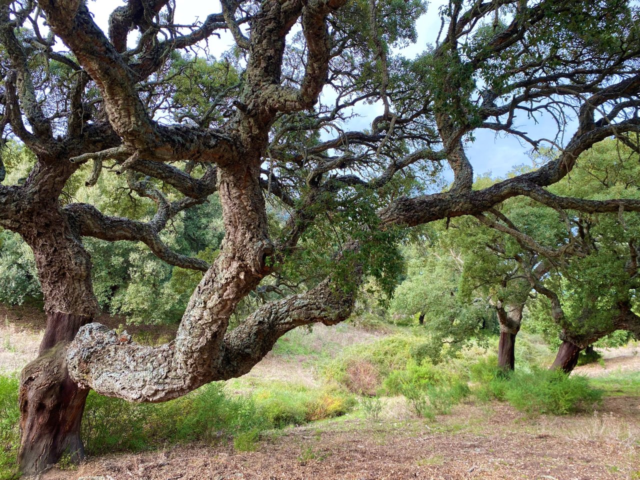 Majestic natural scenery: centuries-old oak with impressive crown architecture - your future garden highlight!
