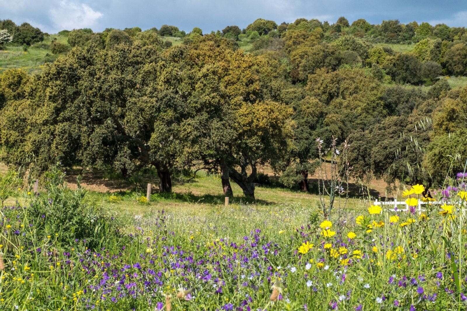 Idyllic property with a natural flower meadow and majestic trees – your paradise to dream of!