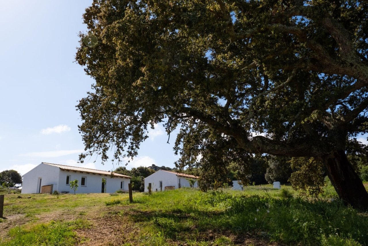 Natural architecture: White country houses beneath a majestic oak – your haven between openness and greenery