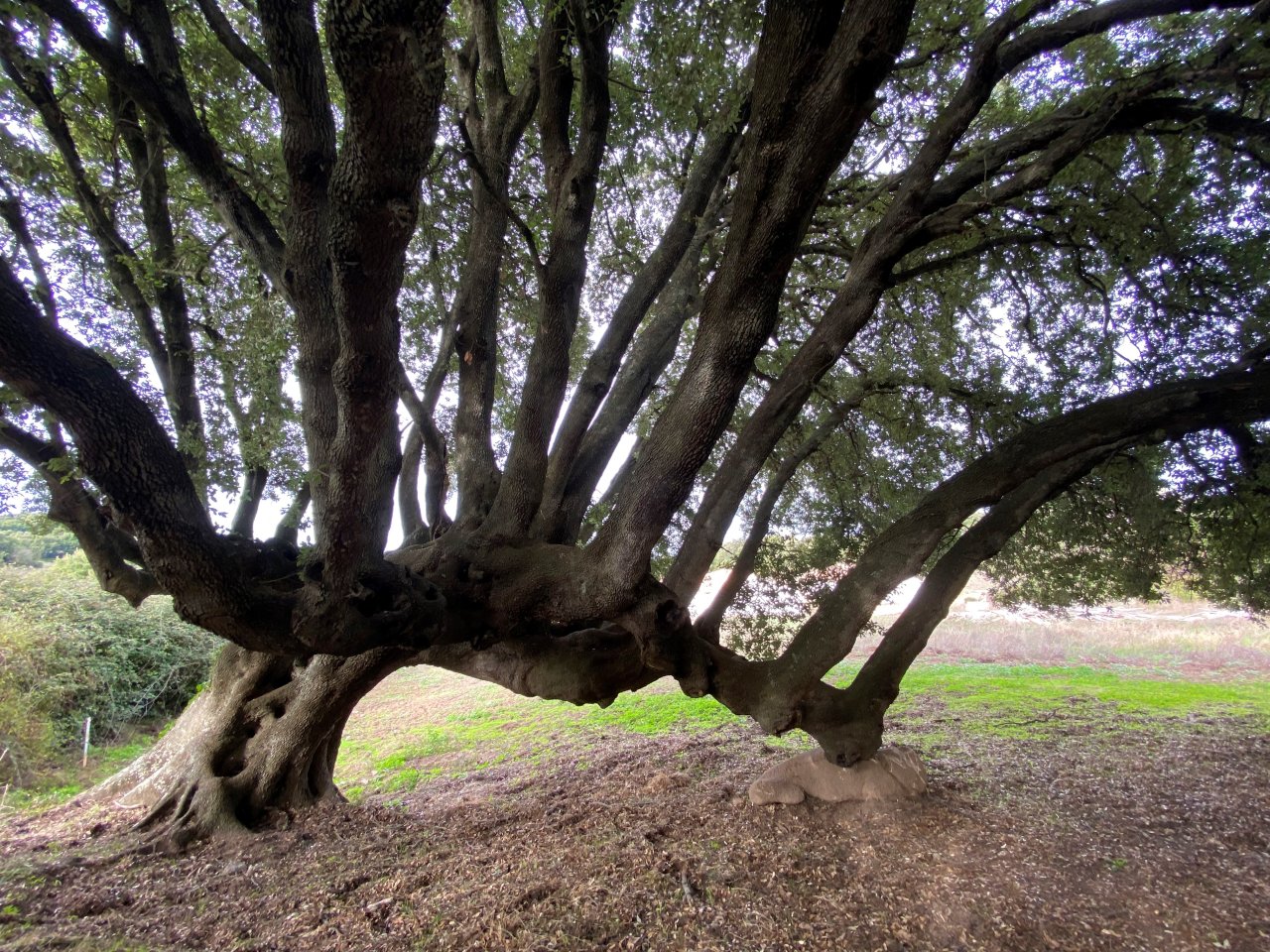 Scenario naturale maestoso: quercia secolare con architettura imponente della chioma come punto forte esclusivo della proprietà!