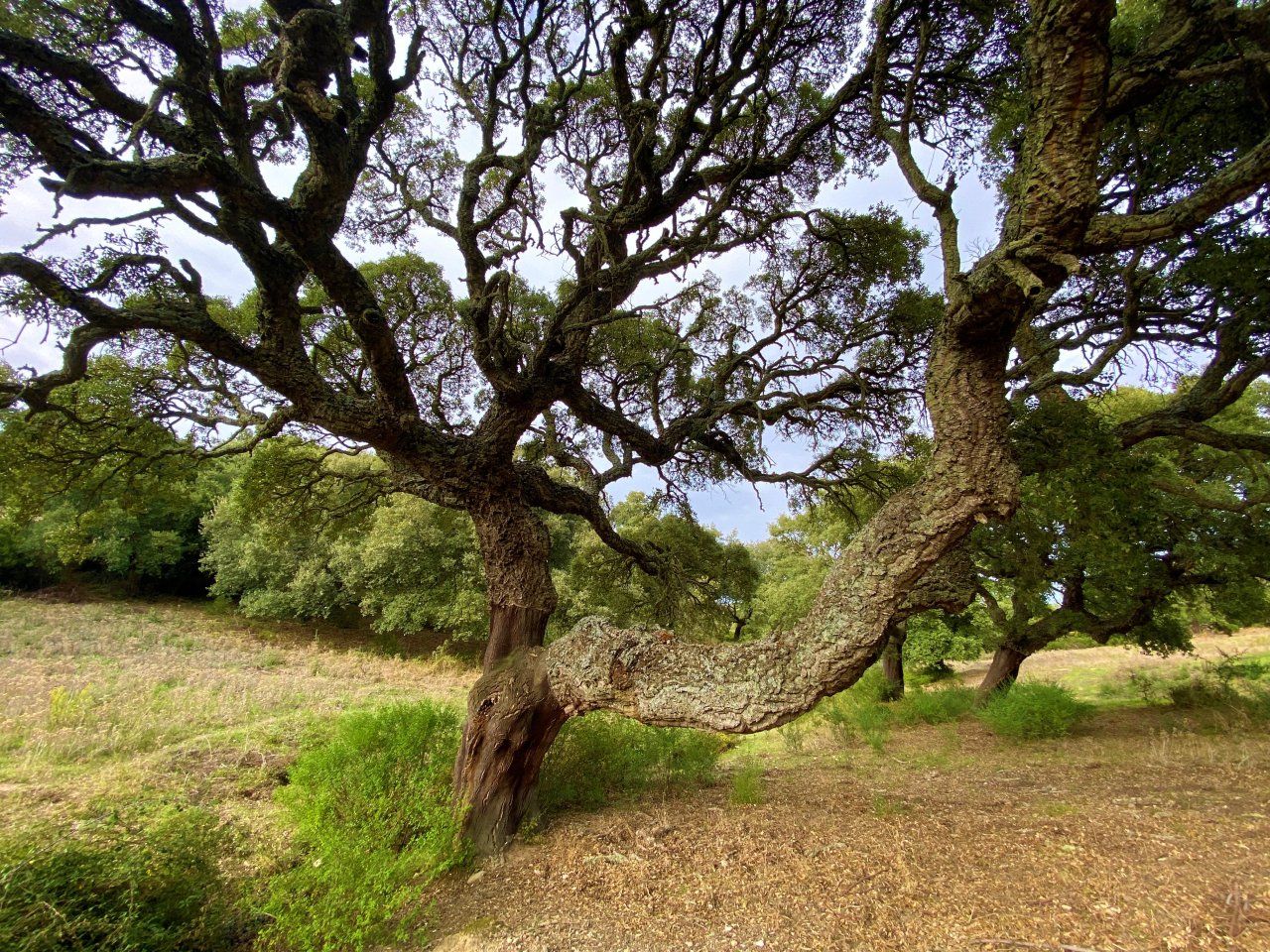 Scenario naturale maestoso: quercia antica con imponente architettura della chioma come caratteristica esclusiva della proprietà!