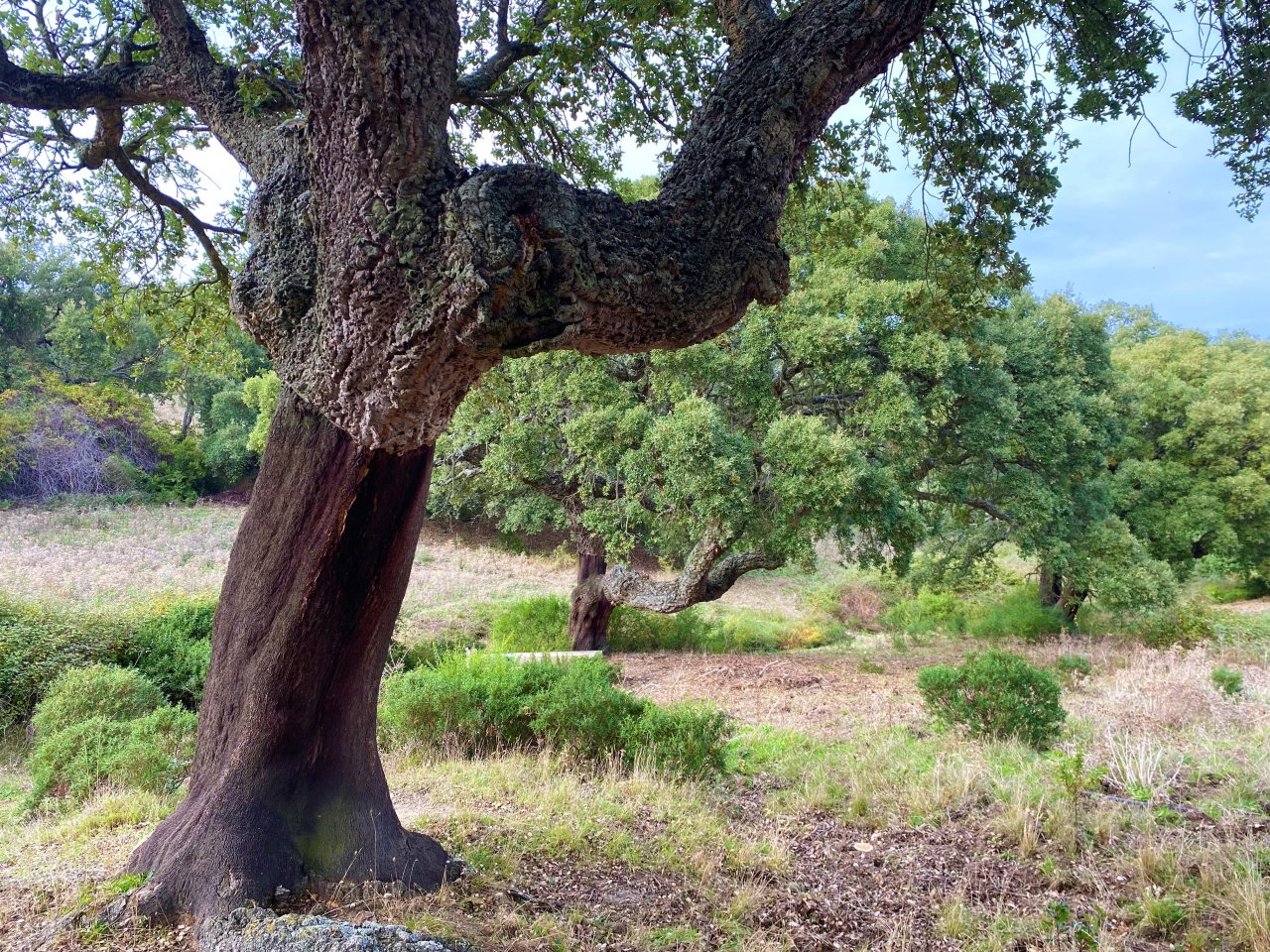 Riserva naturale con querce secolari - il vostro rifugio verde con fascino e storia!