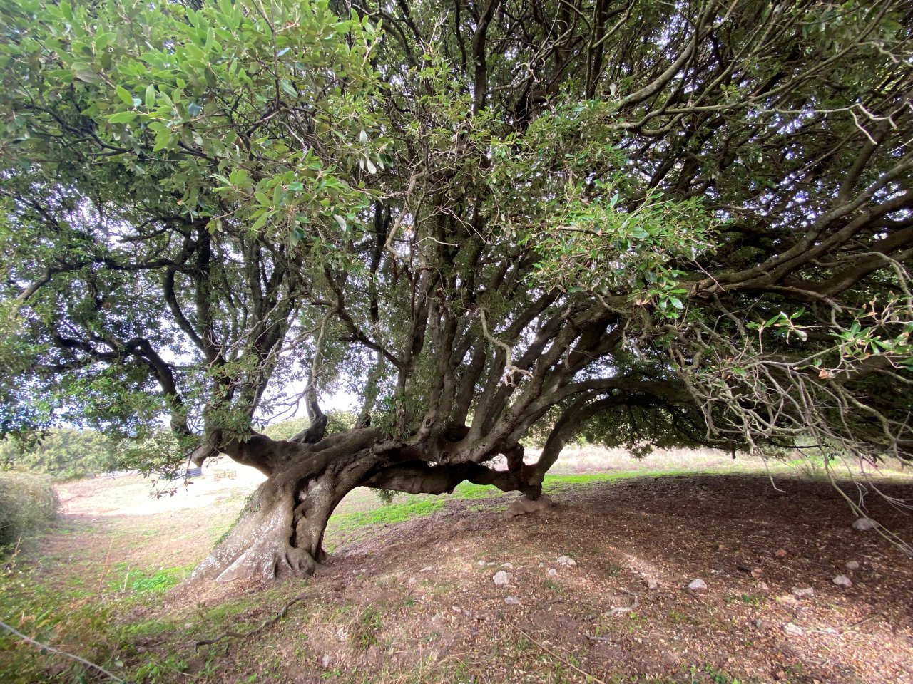 Riserva naturale inclusa: maestoso quercia di oltre 100 anni come punto forte dell'immobile!