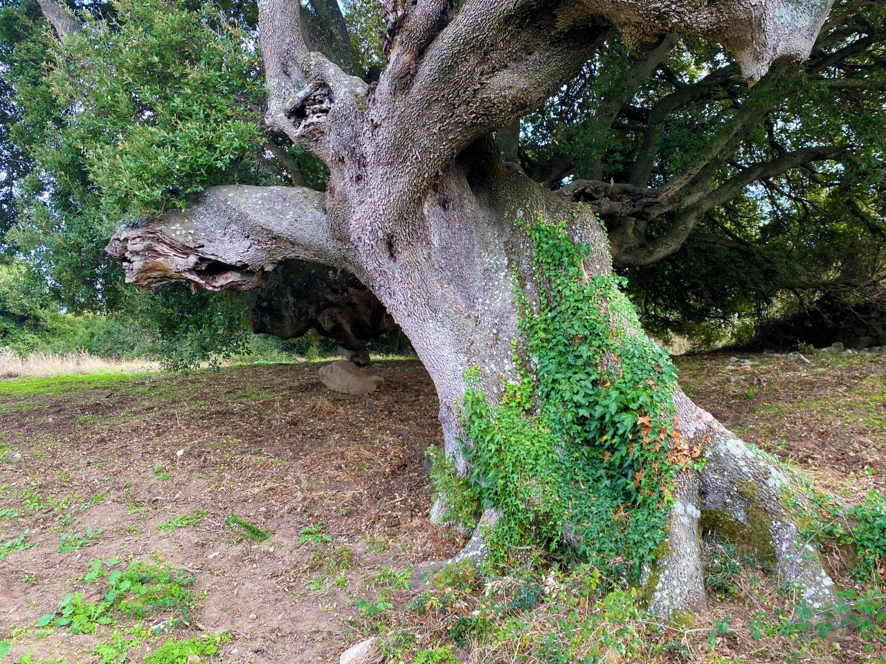  inclusa: quercia secolare con incantevole ricopertura di edera come punto forte dell'immobile!