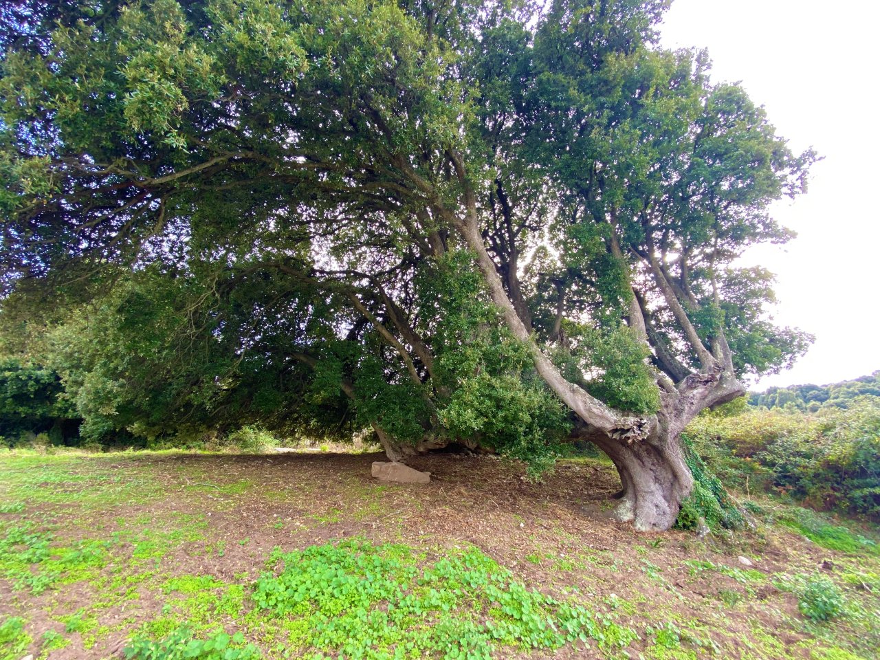 Scenario naturale maestoso: quercia secolare come punto focale esclusivo del suo terreno!